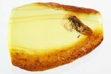 Detailed Fossil Black Fly (Simuliidae) In Baltic Amber #328199-1
